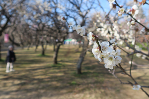 005_260221002 X900 白加賀 保土ヶ谷公園 G7X.jpg