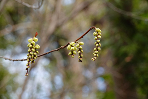 003_260311008 X900 キブシ 舞岡公園 RX10M4.jpg