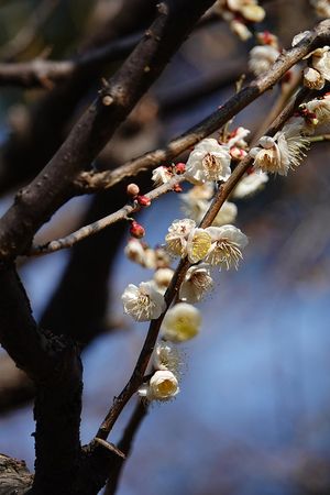 021_260214123 X900 ◎白牡丹 保土ヶ谷公園 RX10M4.jpg