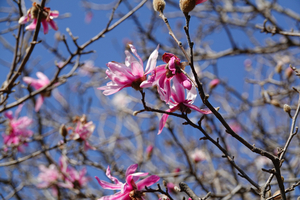 033_260311179 X900 ◎ヒメコブシ 舞岡公園→舞岡駅 RX10M4.jpg