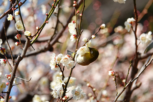 028_260214174 X900 ◎八重野梅 メジロ 保土ヶ谷公園 RX10M4.jpg