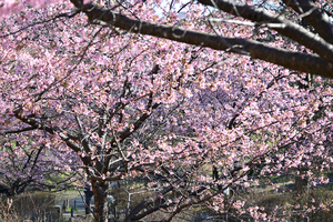 010_260221061 X900 河津桜 上池 保土ヶ谷公園 Z50 Z50-250.jpg