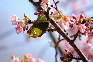 009_260214059 X900 ◎メジロ・カワヅザクラ 保土ヶ谷公園 RX10M4.jpg