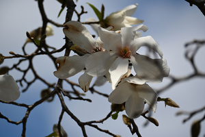 010_260307047 X900 〇コブシ 帷子川 Z30 50-250.jpg