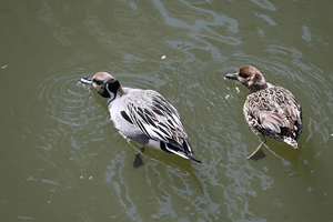 005_260307025 X900 〇オナガガモ 帷子川 Z30 50-250.jpg