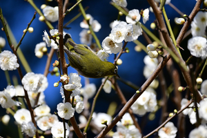 003_260221043 X900 メジロ 大輪緑萼 保土ヶ谷公園 Z50 Z50-250.jpg