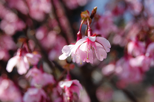 031_260311171 X900 ◎オカメザクラ 舞岡公園→舞岡駅 RX10M4.jpg