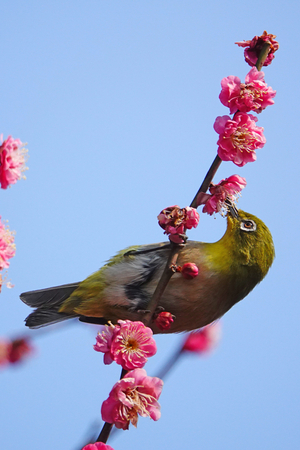 030_260214187t X900 ◎八重寒紅 メジロ 保土ヶ谷公園 RX10M4.jpg