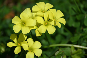 004_260307019 X900 〇カタバミ Z30 50-250.jpg