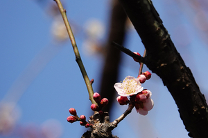 020_260214118 X900 ◎森の関 保土ヶ谷公園 RX10M4.jpg
