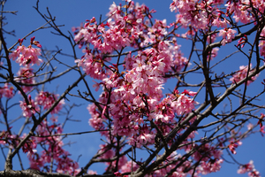 032_260311176 X900 ◎オカメザクラ 舞岡公園→舞岡駅 RX10M4.jpg