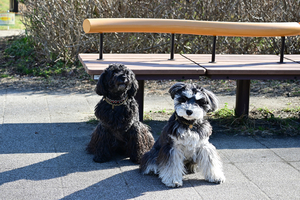 011_260221066 X900 ミニチュアシュナウザー 保土ヶ谷公園 Z50 Z50-250.jpg