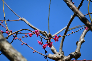 016_260221080 X900 ◎紅千鳥 保土ヶ谷公園 Z50 Z50-250.jpg