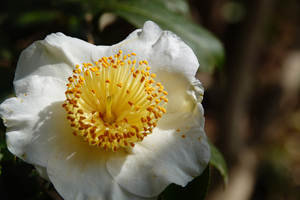 011_260311046 X900 〇ユチャ 舞岡公園 RX10M4.jpg