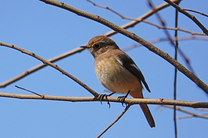 027_260311151tm X900 ◎モズ♀ 舞岡公園→舞岡駅 RX10M4.jpg