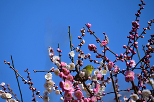 020_260221096s X800 ◎メジロ 思いのまま 保土ヶ谷公園 Z50 Z50-250.jpg