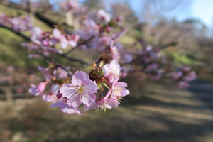 008_260221011 X900 ○河津桜 保土ヶ谷公園 G7X.jpg