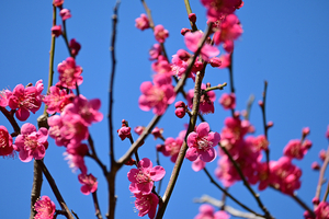 015_260221074s X900 ◎佐橋紅 保土ヶ谷公園 Z50 Z50-250.jpg