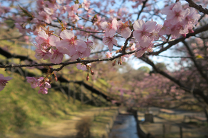 009_260221017 X900 ◎河津桜 保土ヶ谷公園 G7X.jpg