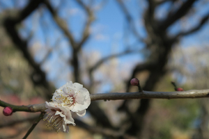 014_260221030 X900 花香実 保土ヶ谷公園 G7X.jpg