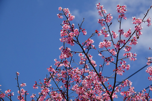 034_260311182 X900 〇オカメザクラ 舞岡公園→舞岡駅 RX10M4.jpg