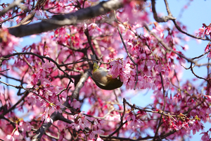 035_260311194 X900 〇メジロとオカメザクラ 舞岡公園→舞岡駅 RX10M4.jpg