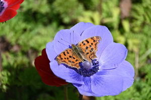 002_260307007 X900 キタテハ 峰岡公園 Z30 50-250.jpg