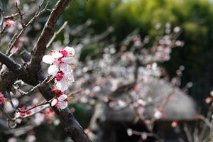 012_260311050 X900 〇八重野梅 舞岡公園 RX10M4.jpg