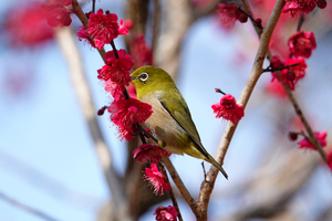 034_260214195t X900 ◎飛翔 鹿児島紅 メジロ 保土ヶ谷公園 RX10M4.jpg