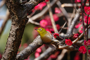 032_260214193ts X900 ◎鹿児島紅 メジロ 保土ヶ谷公園 RX10M4.jpg