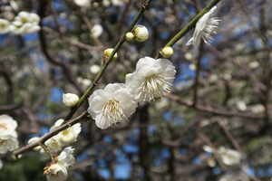 017_260221033 X900 ◎大輪緑萼 保土ヶ谷公園 G7X.jpg