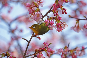010_260214063m X900 ◎メジロ・カワヅザクラ 保土ヶ谷公園 RX10M4.jpg