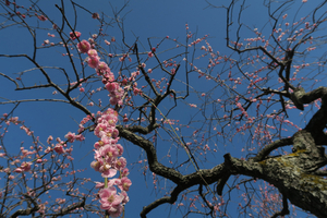 012_260221023 X900 ◎呉服枝垂れ 保土ヶ谷公園 G7X.jpg