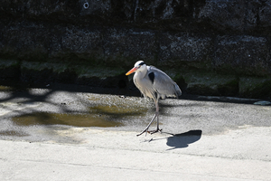 006_260307027 X900 〇アオサギ 帷子川 Z30 50-250.jpg