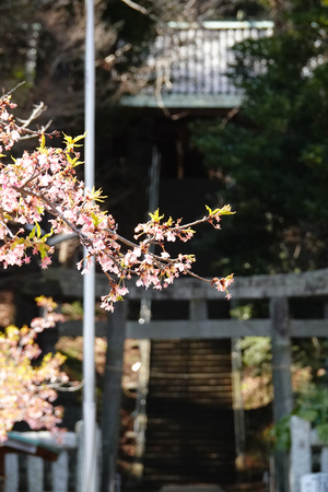 026_260311146 X900 〇舞岡八幡宮 舞岡公園→舞岡駅 RX10M4.jpg