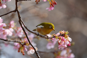 016_260214079 X900 ◎メジロ・カワヅザクラ 保土ヶ谷公園 RX10M4.jpg