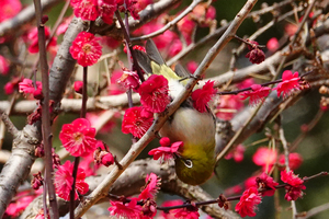 031_260214190 X900 ◎鹿児島紅 メジロ 保土ヶ谷公園 RX10M4.jpg