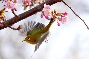 006_260214052tms X900 ◎メジロ・カワヅザクラ 保土ヶ谷公園 RX10M4.jpg