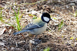 018_260311102tm X900 ◎シジュウカラ 舞岡公園 RX10M4.jpg