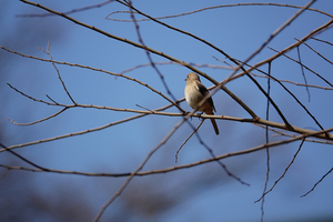 029_260311167 X900 ◎モズ 舞岡公園→舞岡駅 RX10M4.jpg