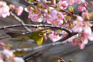 014_260214073t X900 ◎メジロ・カワヅザクラ 保土ヶ谷公園 RX10M4.jpg