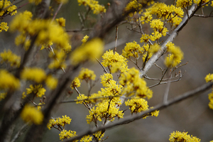 006_260311026m X900 〇サンシュユ 舞岡公園 RX10M4.jpg