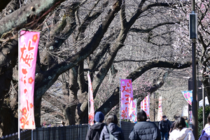 022_260221103 X900 保土ヶ谷公園 Z50 Z50-250.jpg