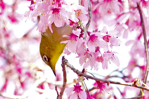 036_260311197m X900 ◎メジロとオカメザクラ 舞岡公園→舞岡駅 RX10M4.jpg