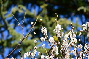 018_260221089 X900 ◎メジロ 八重野梅 保土ヶ谷公園 Z50 Z50-250.jpg