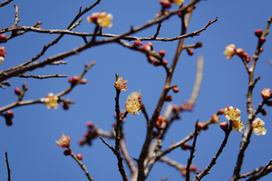 022_260214129 X900 ◎酈縣 保土ヶ谷公園 RX10M4.jpg