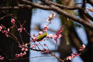 026_260214158 X900 ◎八重寒紅 メジロ 保土ヶ谷公園 RX10M4.jpg