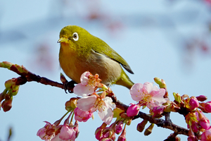 011_260214067tm X900 ◎メジロ食痕・カワヅザクラ 保土ヶ谷公園 RX10M4.jpg