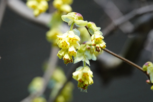 023_260311137 X900 〇ニオイトサミズキ 舞岡公園→舞岡駅 RX10M4.jpg