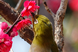 033_260214194t X900 ◎鹿児島紅 メジロ 保土ヶ谷公園 RX10M4.jpg